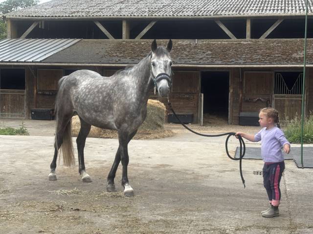 Merrie Franse rijpony PFS Te koop 2020 Schimmel ,  Eros de Vallet