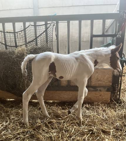 Emerald van ´t Ruytershof hengstveulen te koop