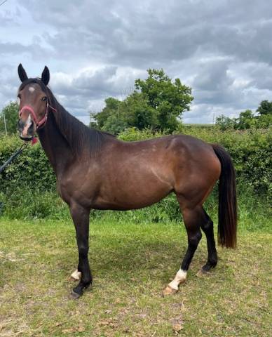 Draagmerrie Volbloed Te koop 2019 Donker bruin / bai ,  Whipper
