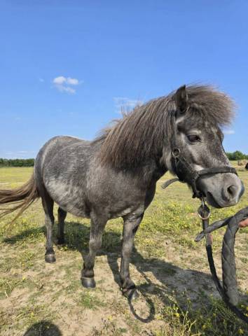 Merrie Shetland Te koop 2022 Schimmel