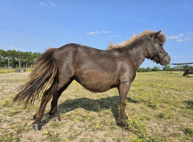 Merrie Shetland Te koop 2022 Zwart