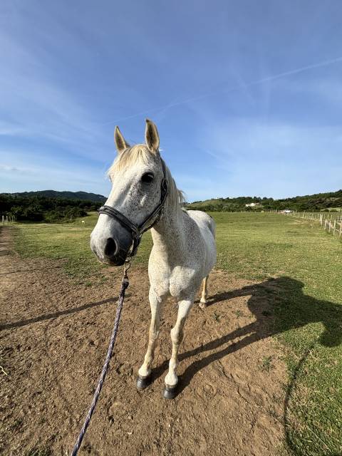 Ruin Franse rijpony PFS Te koop 2009 Schimmel ,  Heliot de Blonde