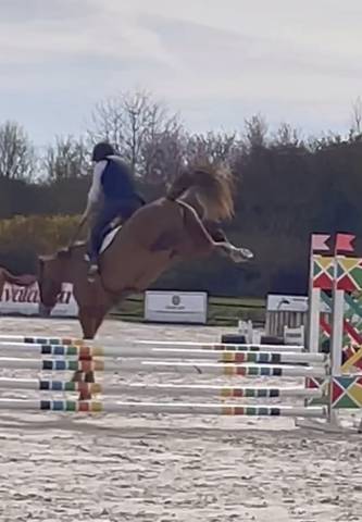 Ruin Selle Français Te koop 2024 Donker bruin / bai ,  Conte Bellini