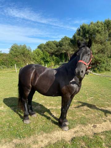Ruin Andere paarden rassen Te koop 2006 Zwart