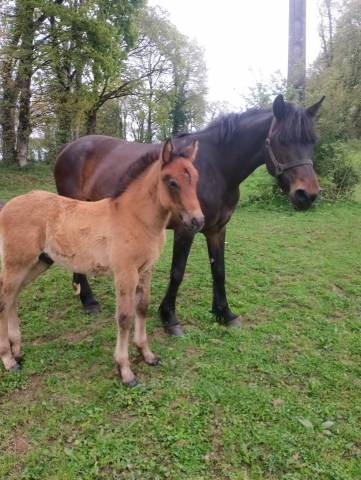 Veulen (ml) Connemara Te koop 2025 Schimmel