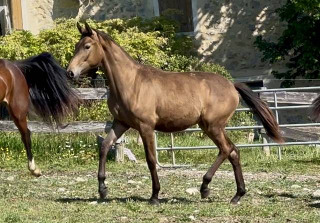 Veulen (vr) CDF - Frans dressuurpaard Te koop 2024 Wildkleur ,  idem du peyron