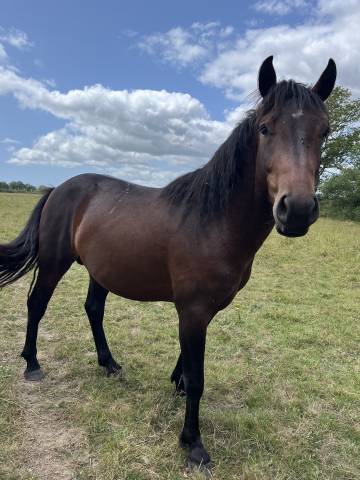 Hengst Franse rijpony PFS Te koop 2022 Donker bruin / bai ,  Usandro Tilia Derlenn