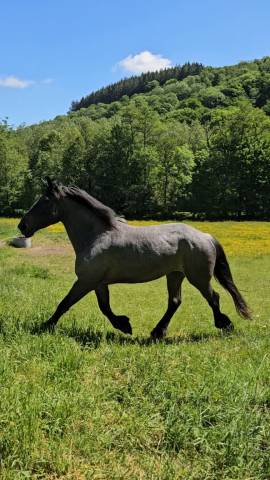 Merrie Draft paard Te koop 2021 Overige kleuren