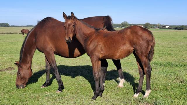 Veulen (vr) Selle Fran&ccedil;ais Te koop 2025 Donker bruin / bai ,  Joker d'Euskadi