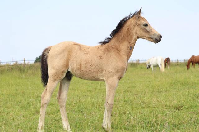 Veulen (ml) Franse rijpony PFS Te koop 2025 Isabel ,  Usandro Tilia Derlenn