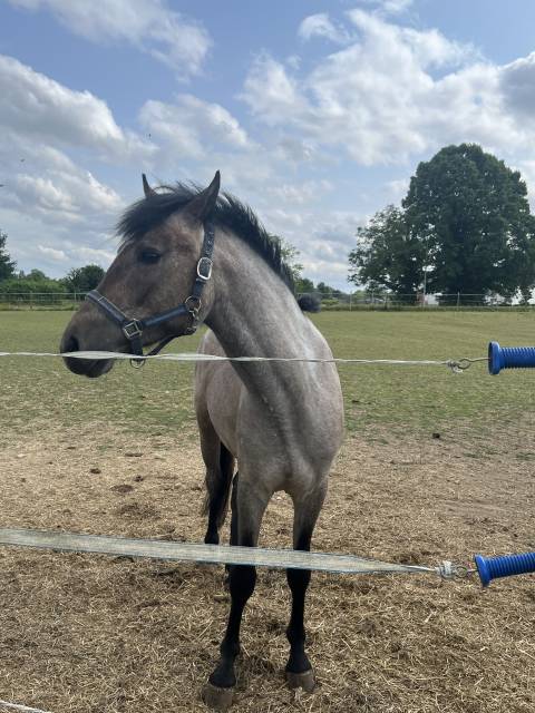 Hengst Franse rijpony PFS Te koop 2023 Schimmel ,  DEXTER LEAM PONDY