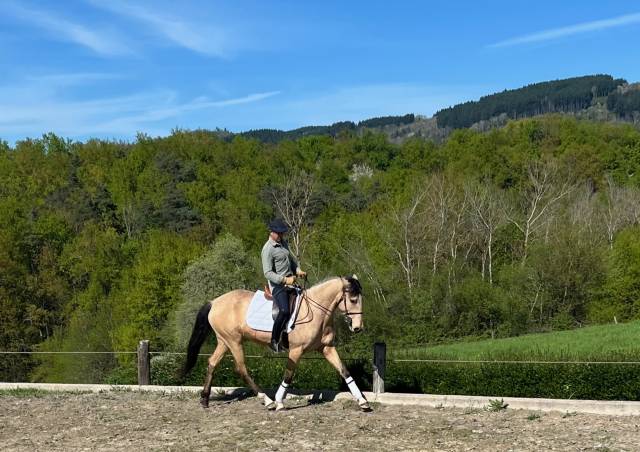 Merrie Lusitano Te koop 2020 Isabel ,  TENOR DE LA COMBE