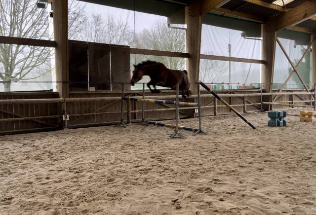 Merrie KWPN Nederlands sportpaard Te koop 2021 Donker bruin / bai ,  MANDEN I SONDERBYGAARD