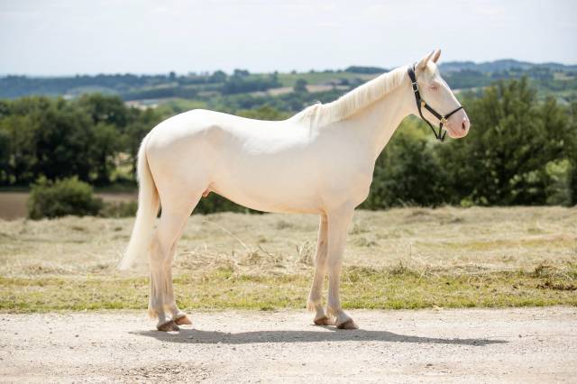 Ruin BWP Belgisch volbloed Te koop 2022 Cremello ,  FAMOUS BOY HB