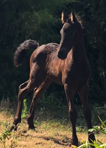 Veulen (ml) Fries Te koop 2025 Zwart ,  Maurus 441 stb sport