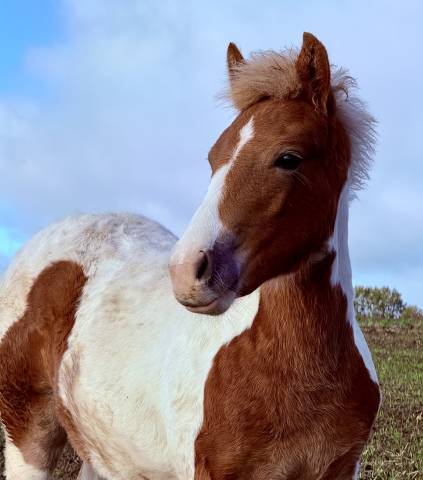 Veulen (ml) Pottok Te koop 2025 Bont ,  QUIKY DE MARTIANGUE