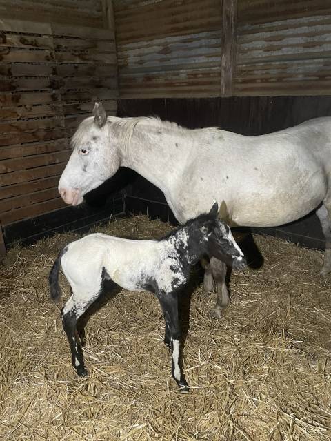 Veulen (vr) Appaloosa Te koop 2025 Zwart