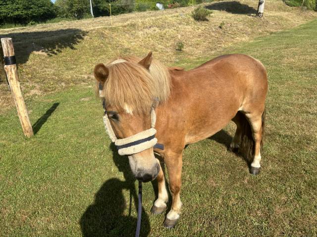 Ruin Shetland Te koop 2019 Vos
