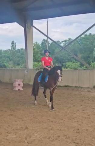 Merrie Welsh Partbred Te koop 2022 Donker bruin / bai