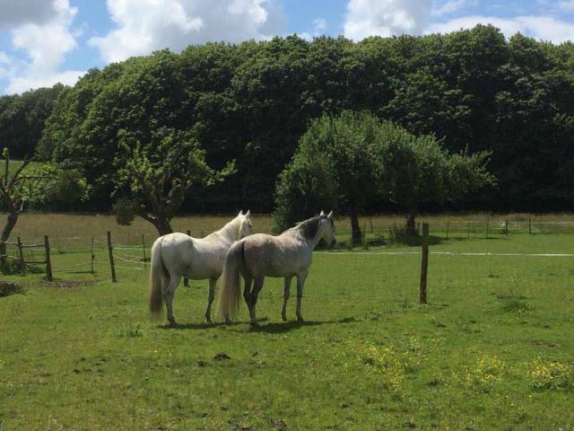 Hippisch vastgoed Koop Creuse