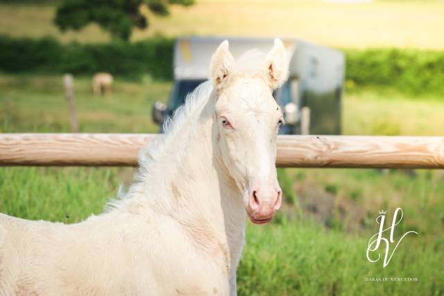 Veulen (ml) Lusitano Te koop 2025 Crème ,  Ouro JLC