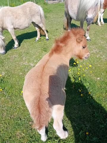Veulen (ml) Shetland Te koop 2025 Wildkleur ,  stjernens waston