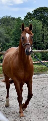 Draagmerrie Hannoveraan  Te koop 2008 Vos ,  DON FREDERICO