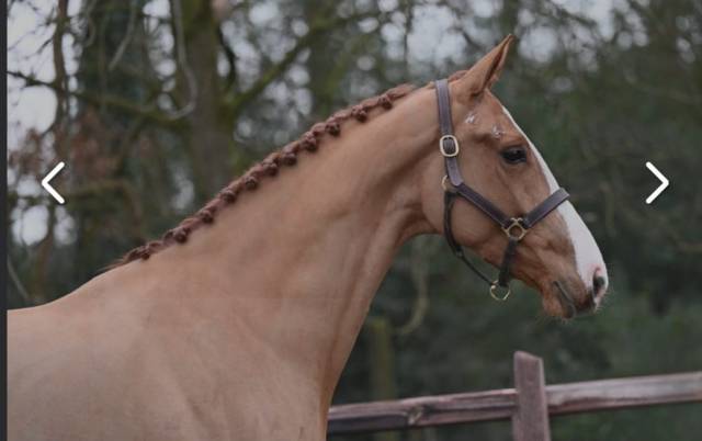 Merrie KWPN Nederlands sportpaard Te koop 2019 Vos