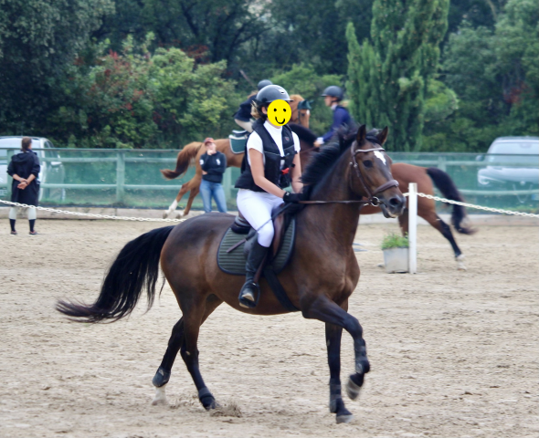 Ruin Ras onbekend Te koop 2016 Bruin / Bai