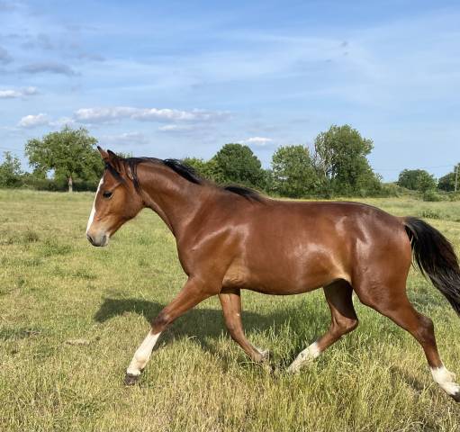 Hengst Franse rijpony PFS Te koop 2024 Donker bruin / bai ,  BOX OFFICE DU PENA