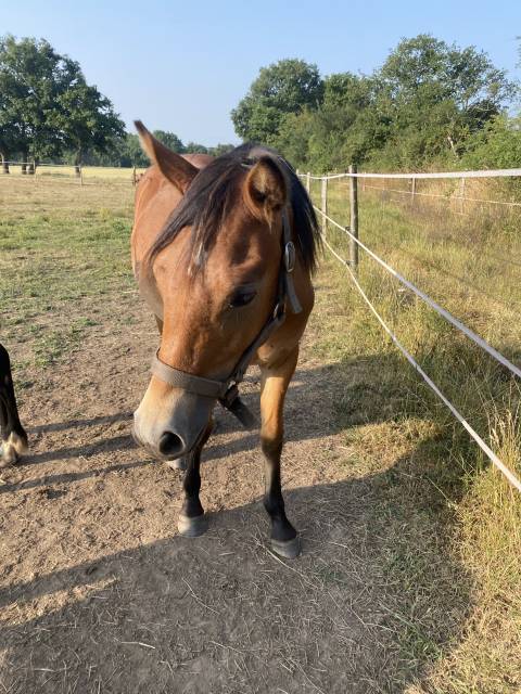Veulen (vr) Franse rijpony PFS Te koop 2024 Donker bruin / bai ,  Very star kerveyer