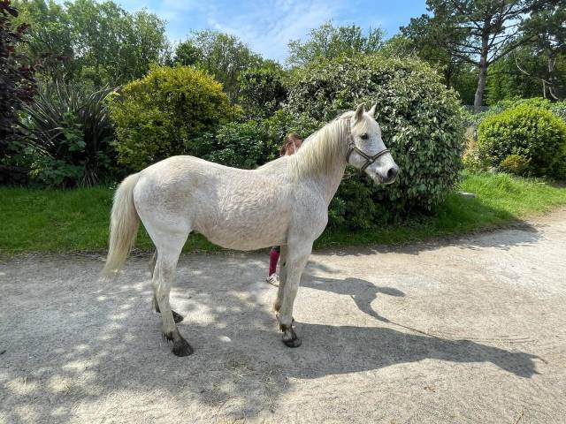 Ruin Andere pony rassen Te koop 2006 Schimmel