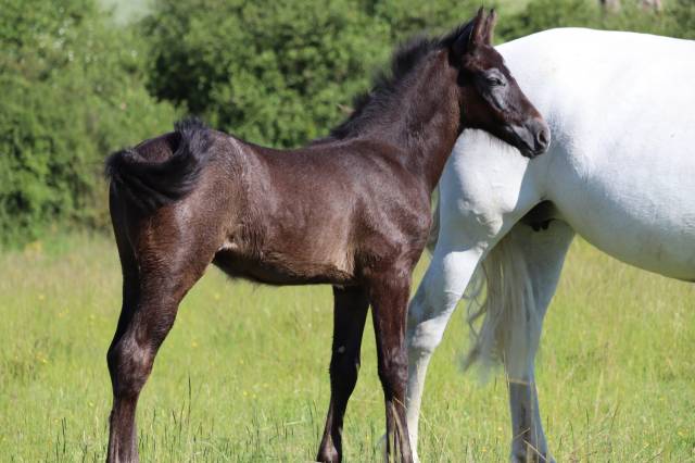 Veulen (ml) Franse rijpony PFS Te koop 2025 Schimmel ,  Usandro Tilia Derlenn
