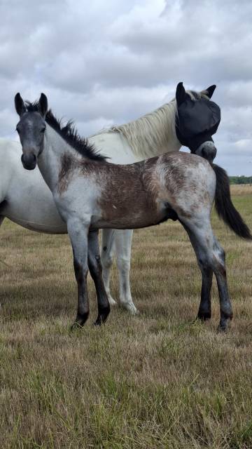 Veulen (ml) Franse rijpony PFS Te koop 2025 Schimmel ,  Usandro Tilia Derlenn