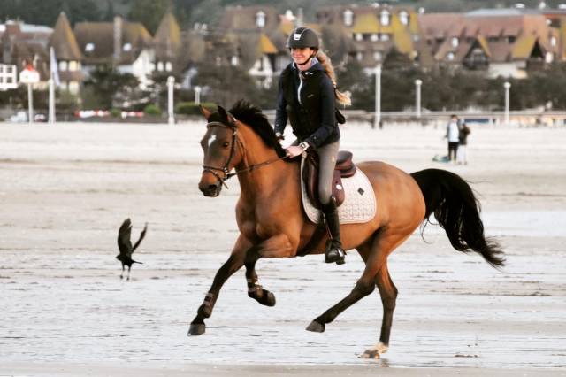 Merrie Bekend ras Te koop 2011 Donker bruin / bai ,  ATHYS ROCQ