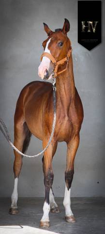 Veulen (ml) Lusitano Te koop 2024 Donker bruin / bai ,  Ouro JLC