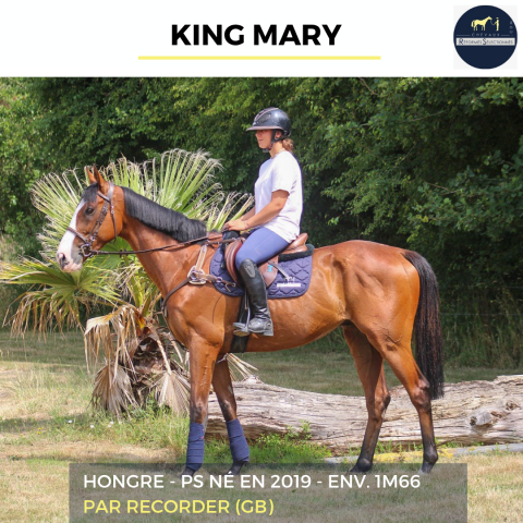 Ruin Volbloed Te koop 2019 Donker bruin / bai ,  RECORDER (GB)