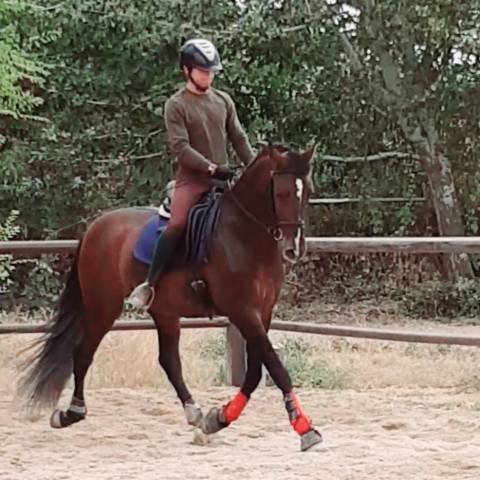Hengst PRE Puur Ras Spaans Te koop 2019 Donker bruin / bai