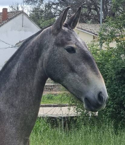 Merrie Lusitano Te koop 2022 Schimmel