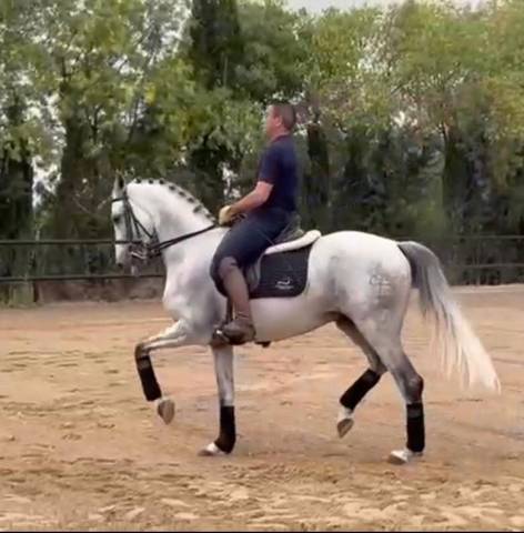 Ruin PRE Puur Ras Spaans Te koop 2016 Schimmel