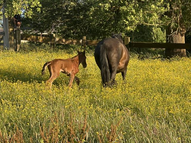 Veulen (ml) Lusitano Te koop 2025 Bruin / Bai ,  Prestigio