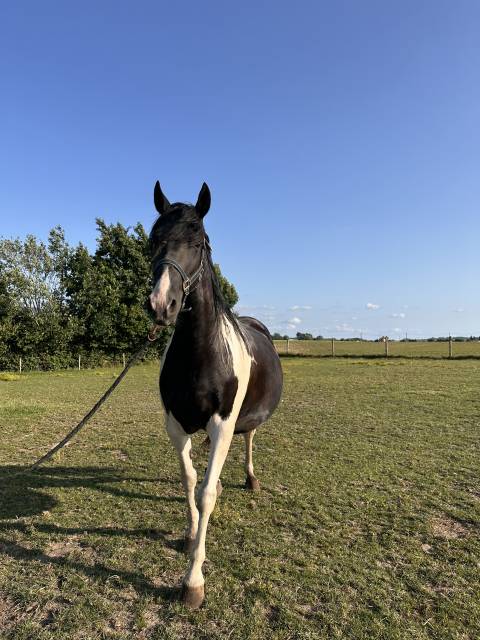 Volle merrie Pinto Fries te koop