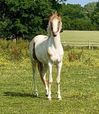 Ruin Franse rijpony PFS Te koop 2023 Bontzwart