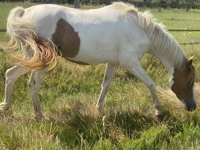Ruin Franse rijpony PFS Te koop 2023 Bontzwart