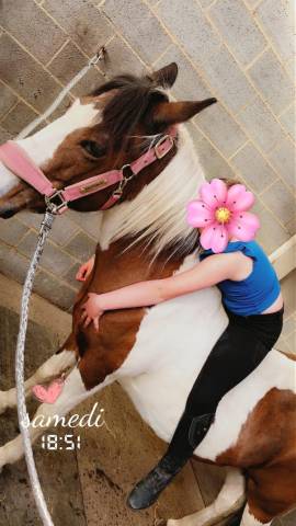 Merrie Andere pony rassen Te koop 2006 Bont