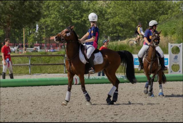 Ruin Andere pony rassen Te koop 2015 Donker bruin / bai