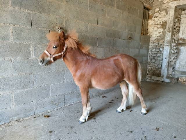 Hengst Shetland Te koop 2024 Vos ,  VICKING COMMANDERIE