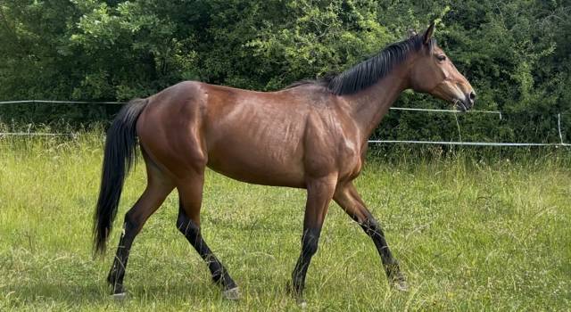 Merrie Franse draver  Te koop 2018 Donker bruin / bai