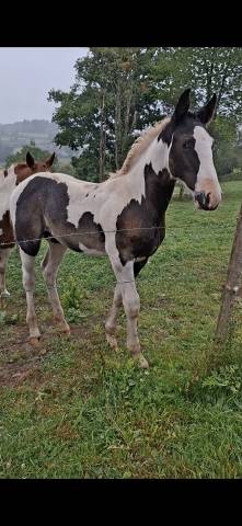 Veulen (ml) Andere paarden rassen Te koop 2025 Bontzwart