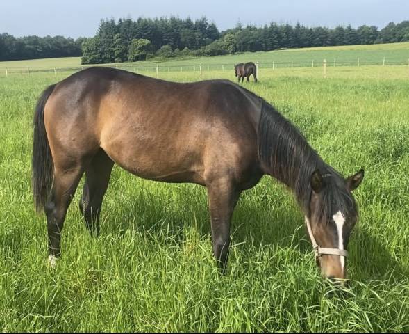 Merrie Bekend ras Te koop 2024 Donker bruin / bai